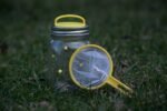 Firefly Kit, Regular Mouth Mason Jars